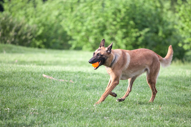 Malinois βελγικός Ποιμενικός σκύλος τρέχει σε ένα πάρκο και παίζει για να πάρει μια μπάλα, σε ένα παιχνίδι σκύλου που ονομάζεται γοητευτικό, παραδοσιακό για κυνική εκπαίδευση. - Φωτογραφία, εικόνα
