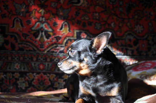 Musta venäläinen terrieri makaa sohvalla - Valokuva, kuva