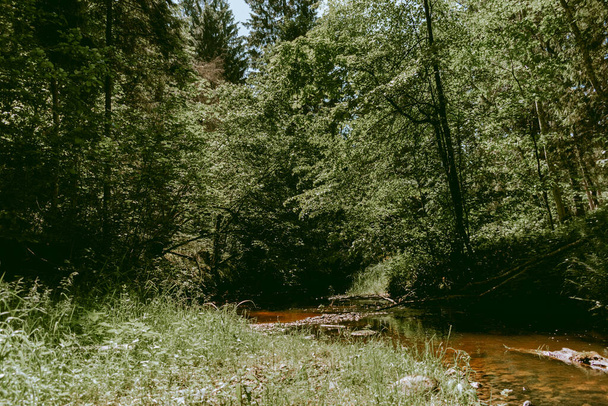 Loja rzeka płynąca przez soczysty zielony las podczas gorącego i słonecznego letniego dnia - Zdjęcie, obraz