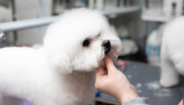 Bichon frise grooming. Happy Bichon frise. Grooming process. Dog grooming. The groomer holds the dog with his hand. - Fotografie, Obrázek