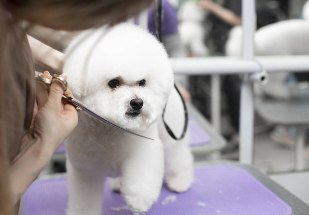 Bichon frise grooming. Happy Bichon frise. Grooming process. Dog grooming. The groomer holds the dog with his hand. - Foto, Bild