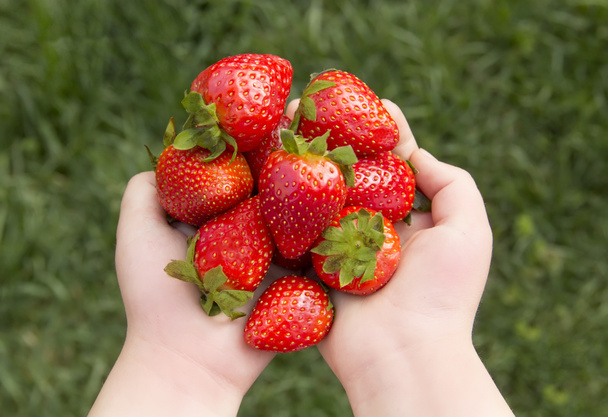 Erdbeeren liegen in den Händen auf einem Hintergrund aus Gras - Foto, Bild