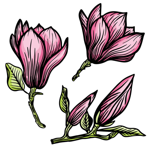 Рожева магнолія квітка і листовий малюнок ілюстрація з лінійним мистецтвом на білому фоні. Векторні ілюстрації
 - Вектор, зображення