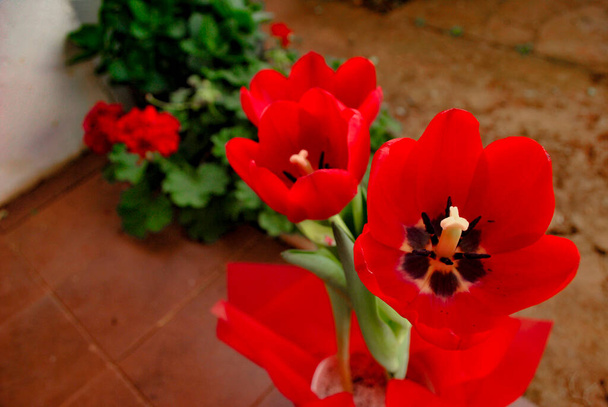 Doğada güzel mor çiçekler - Fotoğraf, Görsel