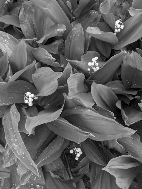 lily of the valley flowers  in spring  - Photo, Image