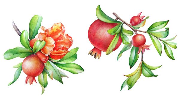 Watercolor illustration of the pomegranate tree branches with fruits, flowers and leaves - Foto, immagini