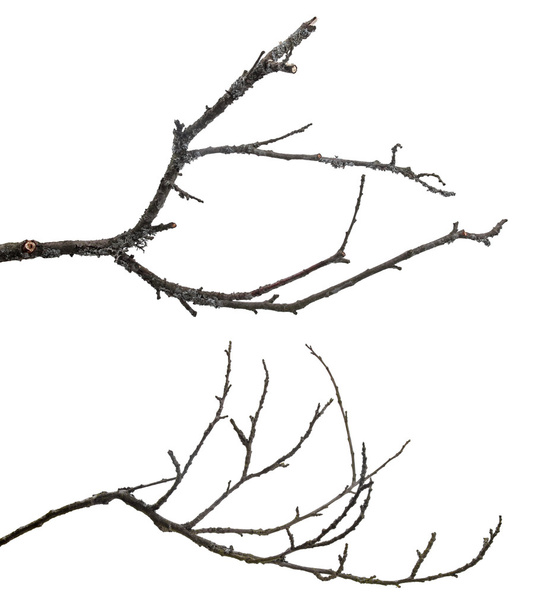 白地に孤立した枯れ木の枝 - 写真・画像