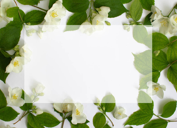 白い背景にジャスミンの花が孤立した花枠. - 写真・画像