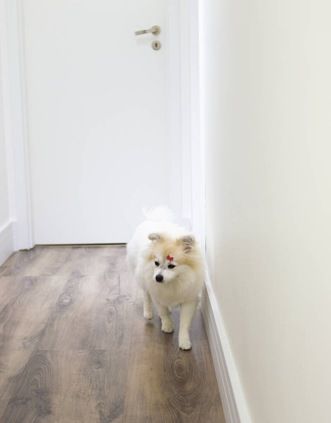 White  German Spitz Pomeranian seated walking on the floor - Фото, изображение