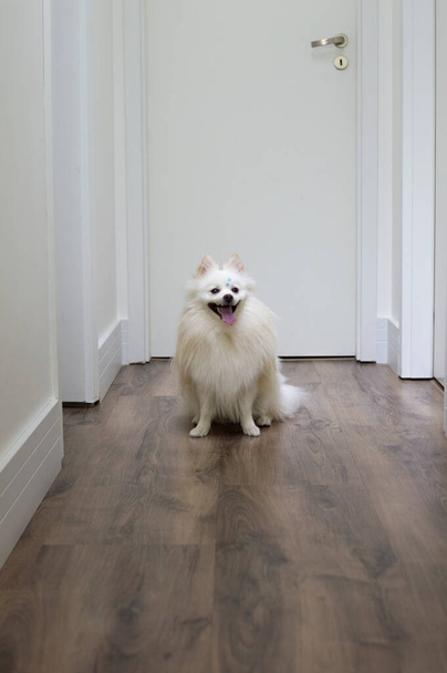 White  German Spitz Pomeranian seated walking on the floor - Фото, изображение