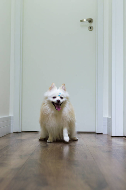 White  German Spitz Pomeranian seated walking on the floor - Foto, Bild