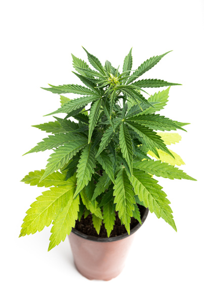 potted cannabis CBD, een medicinale marihuana plant Northern Lights - Foto, afbeelding