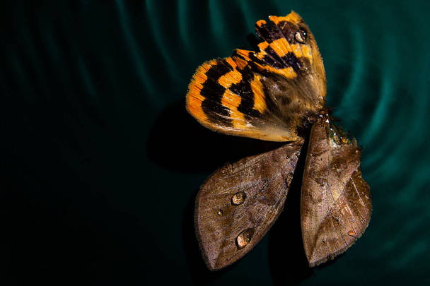 Yeşil renkli konteynırda suda yüzen ölü kelebek.. - Fotoğraf, Görsel