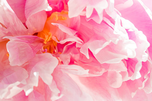 Квітка півонії в саду, квіткова краса і ботанічний фон для весільних запрошень і вітальних листівок, концепція природи і навколишнього середовища
 - Фото, зображення