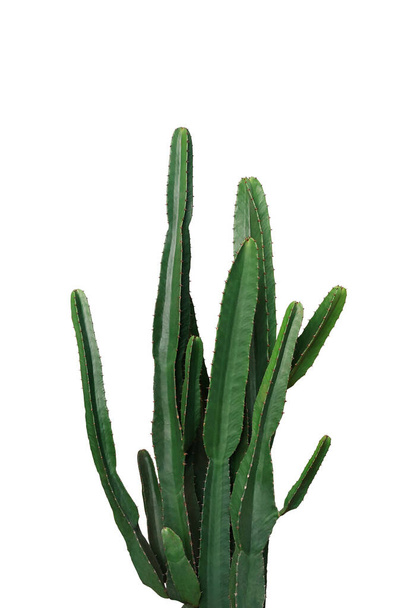 Ornamental spiny plant with dark green succulent stems of  Euphorbia cactus potted plant isolated on white background, clipping path included.	 - Photo, image