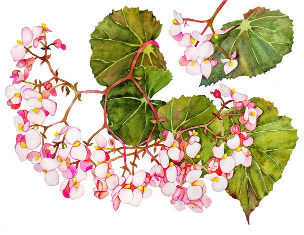 Watercolor with begonia in blossom - Photo, Image