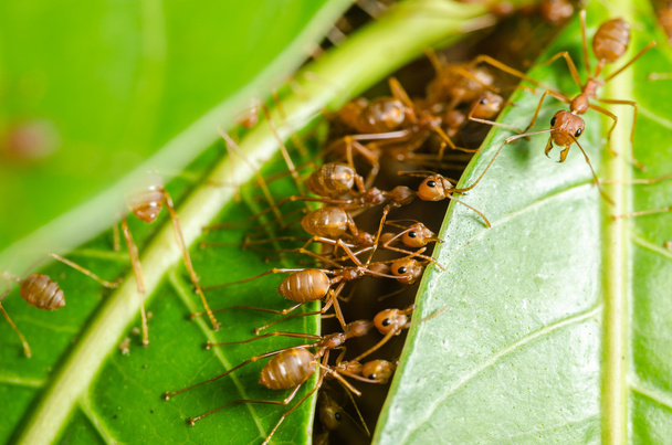 Rote Ameisen bauen Haus - Foto, Bild