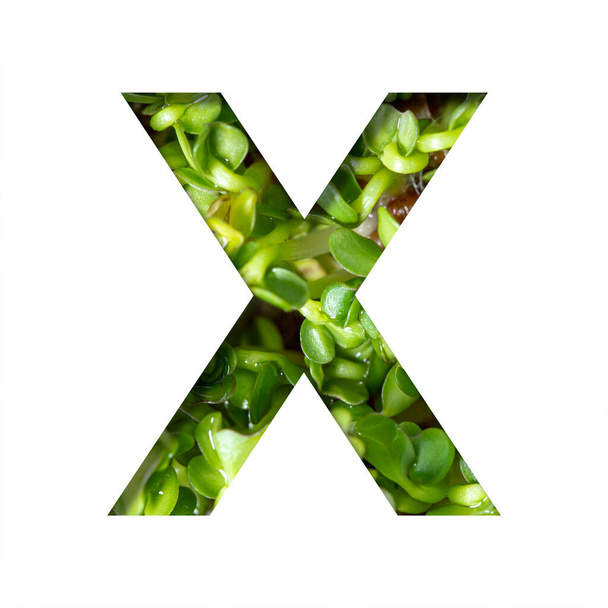 Font on micro greenery.The letter X cut out of paper on the background of sprouts of fresh bright micro greenery for food. Set of decorative natural fonts. - Photo, image