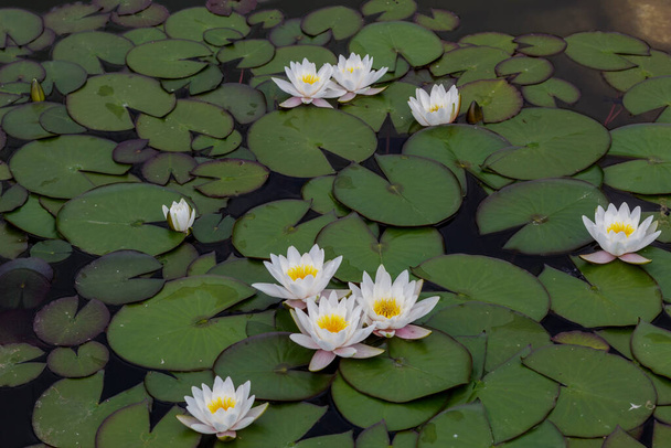 Flowering water lilies - Photo, Image
