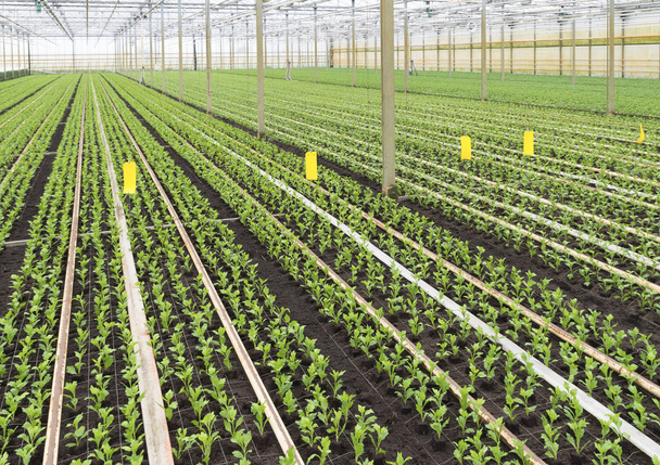 young plants in greenhouse - Foto, afbeelding