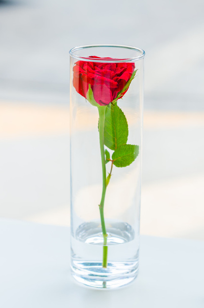Rosa en vidrio
 - Foto, imagen