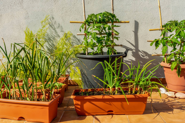 Widok na miejski ogród z roślinami pomidora w tle i szczypiorek na pierwszym planie. Koncepcja zdrowej żywności - Zdjęcie, obraz