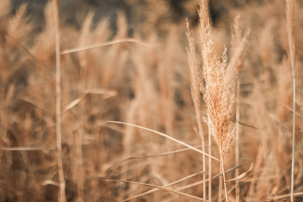 Abstract natural background of soft plants of Cortaderia selloana or pampas grass. - 写真・画像