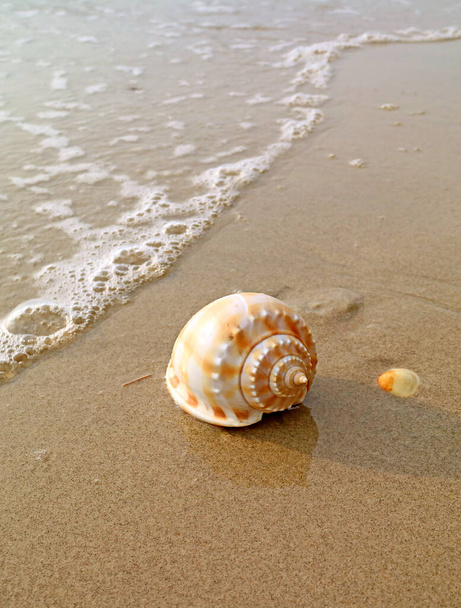 Closeup een natuurlijke Scotch Bonnet Sea Shell geïsoleerd op nat zand strand in het zonlicht - Foto, afbeelding