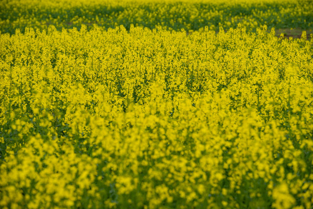 Landschap van een veld van gele verkrachting of canola bloemen, geteeld voor het koolzaad olie gewas. Veld van gele bloemen met blauwe lucht en witte wolken. - Foto, afbeelding