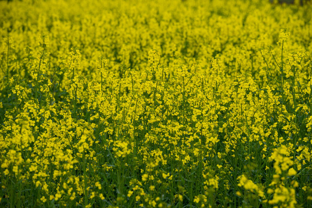 Landscape of a field of yellow rape or canola flowers, grown for the rapeseed oil crop. Field of yellow flowers with blue sky and white clouds. - Photo, Image