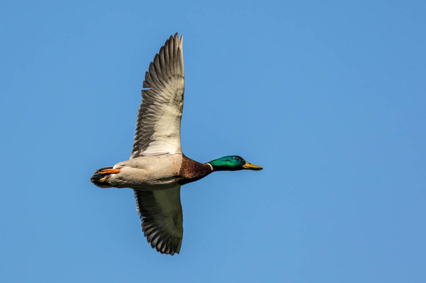 The mallard, Anas platyrhynchos is a dabbling duck. Here flying in the air over a lake in Munich, Germany. - Photo, Image
