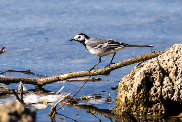 The white wagtail, Motacilla alba is a small passerine bird in the family Motacillidae. Seen in the English Garden in Munich, Germany - Photo, Image