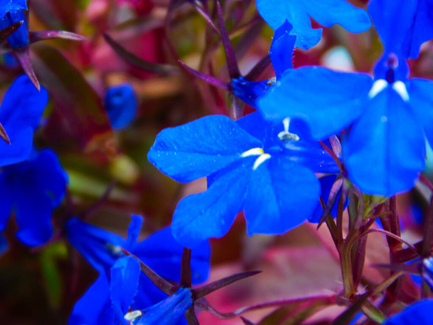 Blue lobelia é uma espécie de planta com flor pertencente à família Lobelia. - Foto, Imagem