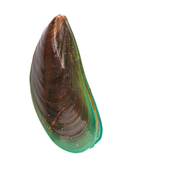 Saltwater Mussel - Photo, Image