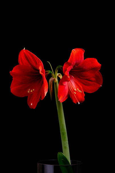 :Vertikale Aufnahme von rot blühenden Hippeastrum-Blumen auf schwarzem Hintergrund - Foto, Bild