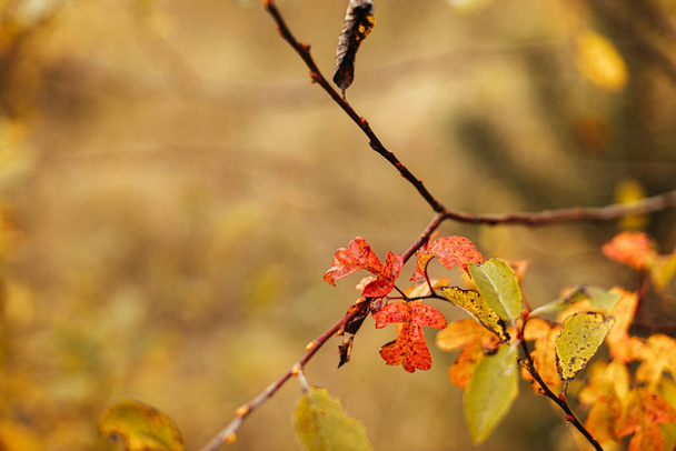 低木の秋の公園で美しい黄色の葉を閉じます。焦点を合わせて。秋の庭や牧草地の茂みにオレンジと赤の葉。テキストのスペース - 写真・画像