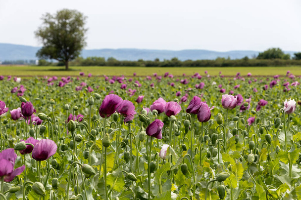 Papaver somniferum, commonly known as the opium poppy. Agricultural field in Serbia - Photo, Image