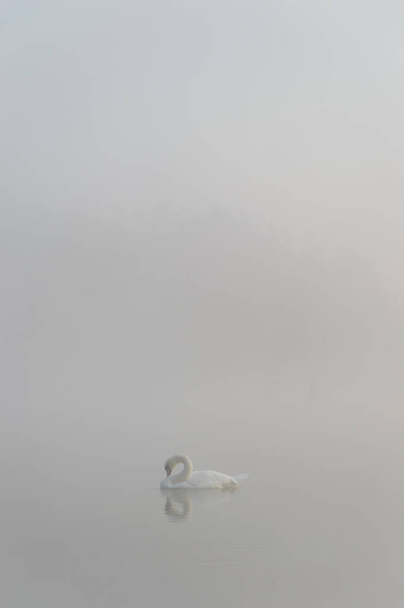 cygnes sur le lac bleu par temps ensoleillé, cygnes sur l'étang, série nature - Photo, image