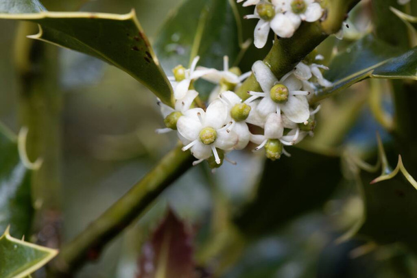 Kukkia tavallinen holly pensas, Ilex akvifolium  - Valokuva, kuva