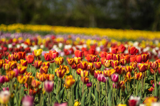 Campo colorido de tulipanes multicolores en primavera en Ucrania - Foto, imagen