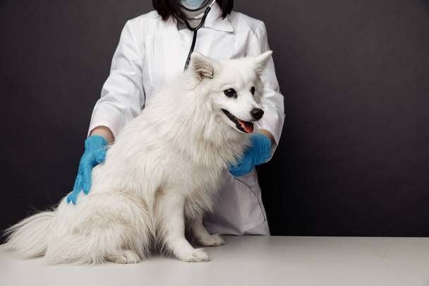 Κτηνίατρος με στολή μασά το σκυλί σε κτηνιατρικό τραπέζι σε γκρι φόντο - Φωτογραφία, εικόνα