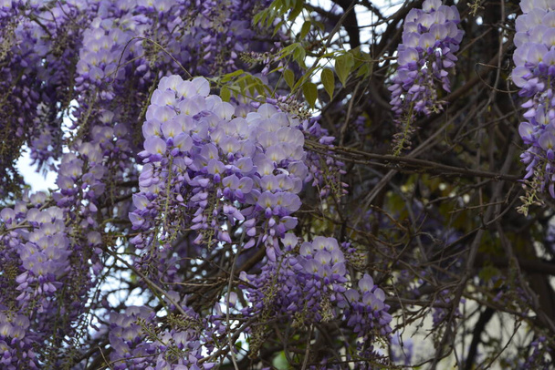 Blauwe wisteria in het lente.Een boom van paarse wisteria in een tuin.Blauwe wisteria in het lente.Blauwe Chinese wisteria is een soort van bloeiende plant in de erwt en Fabaceae familie. - Foto, afbeelding