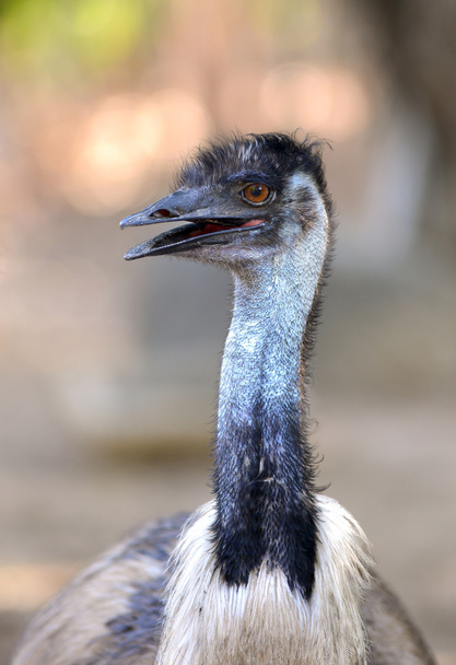EMU hlava - Fotografie, Obrázek