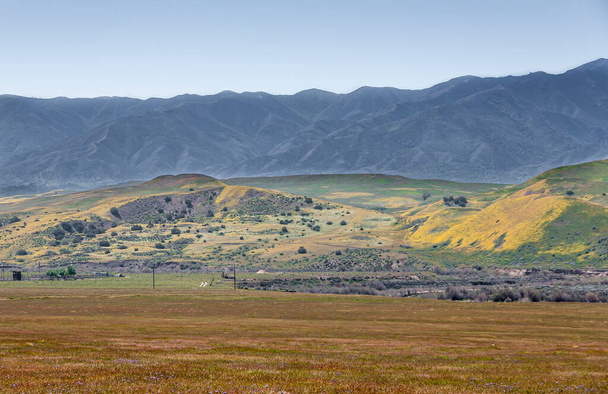Santa Maria, CA, USA - 2010. április 8.: Ranch land on foothills of Los Padres mountain range under ligh blue sky. Sárga mustárvirágok versenyeznek a fűvel és a barna gyomokkal. - Fotó, kép