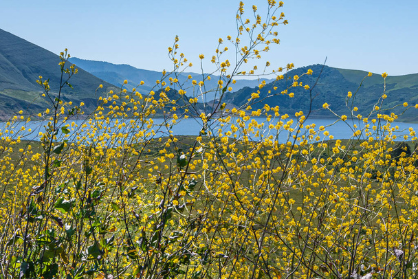 Санта-Марія, Каліфорнія, США - 8 квітня 2010: Закрийте жовті гірчичні квіти перед водосховищем Твітчелл у передгір'ї гори Лос-Падрес під синім небом..  - Фото, зображення