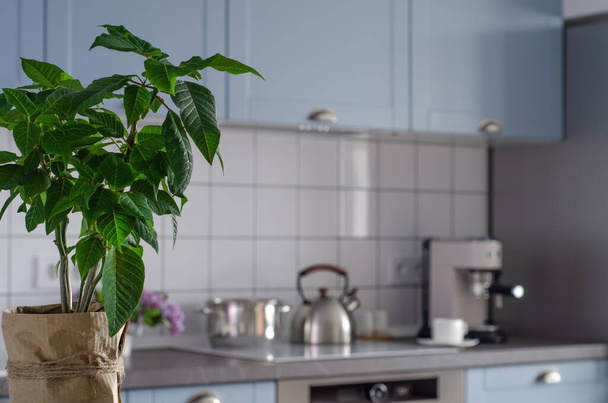 A flower pot in the foreground against the background of a modern kitchen. - 写真・画像
