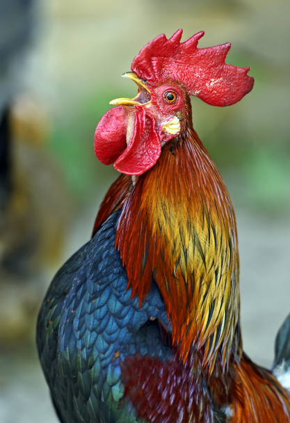 Rooster - Photo, Image