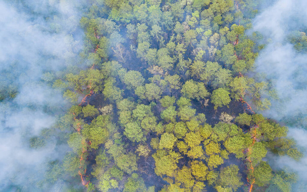 木々の緑の植物でいっぱいの森から出てくる森林火災煙 - 写真・画像