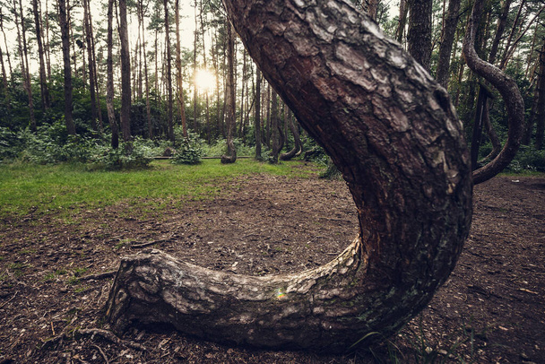 Pin courbé dans la forêt de Crooked dans le village de Nowe Czarnowo, Pologne - Photo, image
