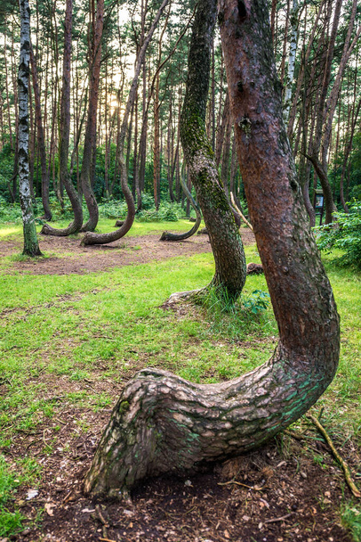 Кривой лес в деревне Нове Чарново, Польша - Фото, изображение